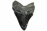 Serrated, Fossil Megalodon Tooth - South Carolina #297460-1